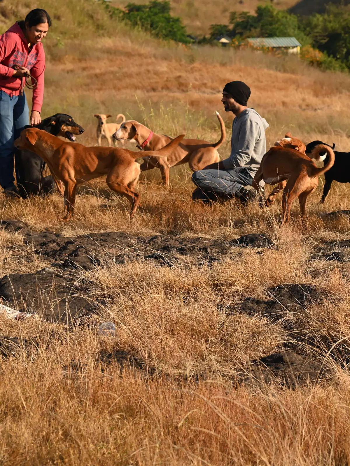 Two people on a hillside at golden hour with a pack of Indian street dogs milling around them