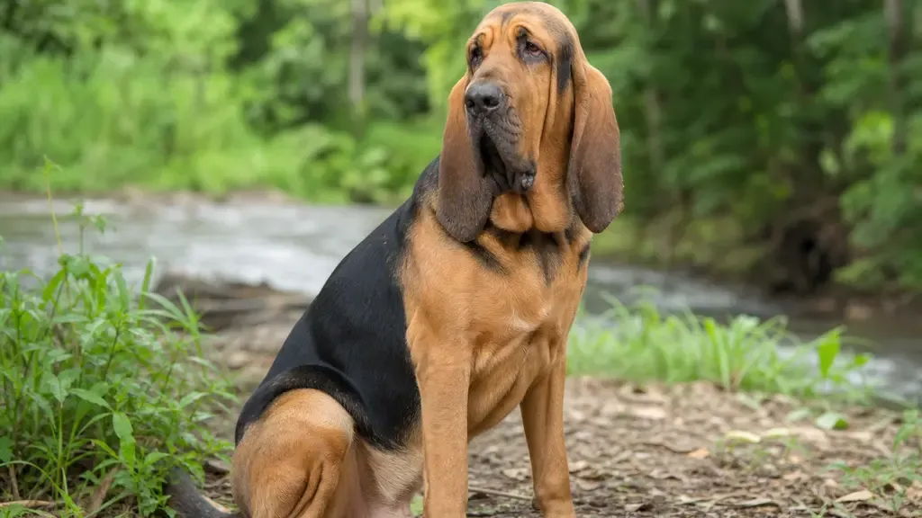 Bloodhound, an illustrated specimen plate