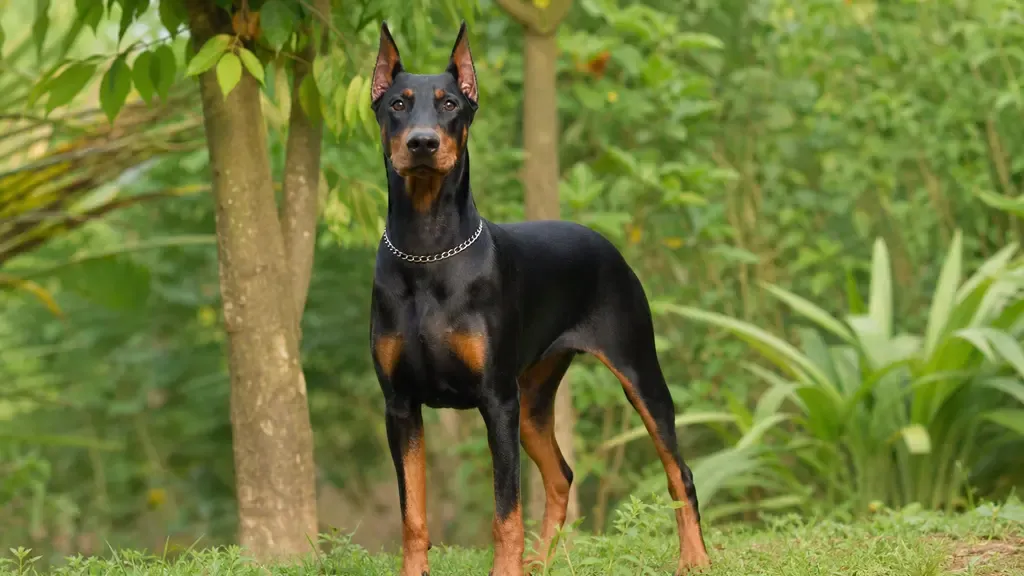 German Pinscher, an illustrated specimen plate