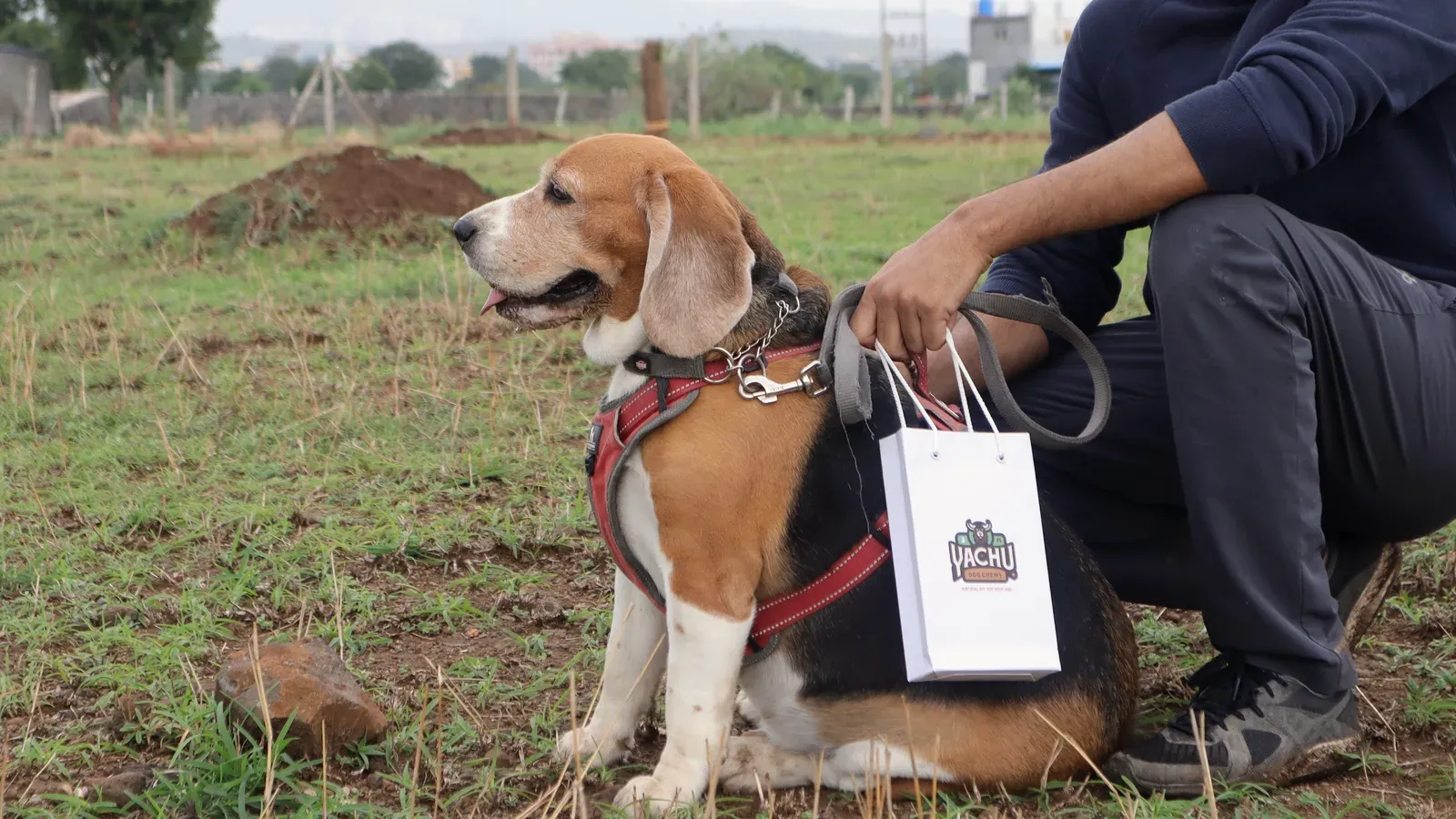 A Beagle in a harness sitting alert on open ground beside its kneeling owner