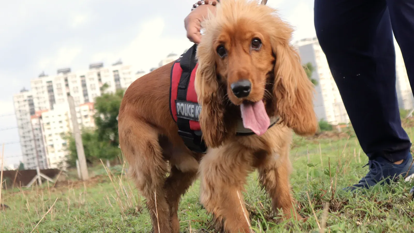 A Cocker Spaniel standing in a harness on grass, its owner steadying it by the head