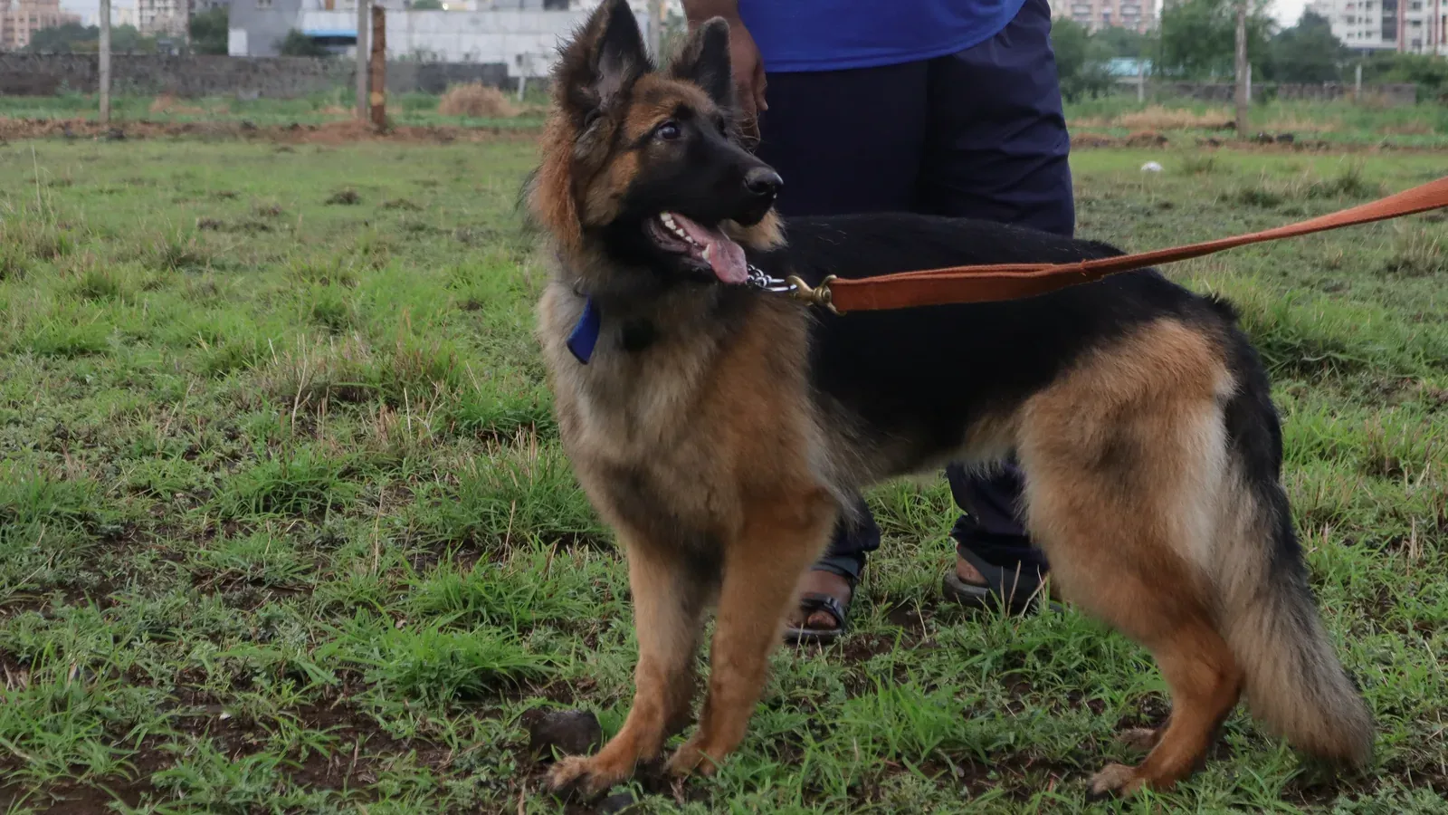 A German Shepherd standing alert on a slack lead on open ground, its handler beside it
