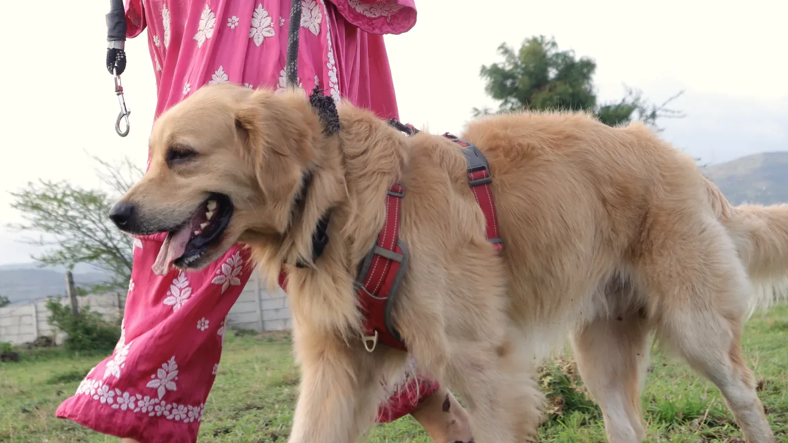 A Golden Retriever walking on a lead beside its owner in a pink salwar kameez