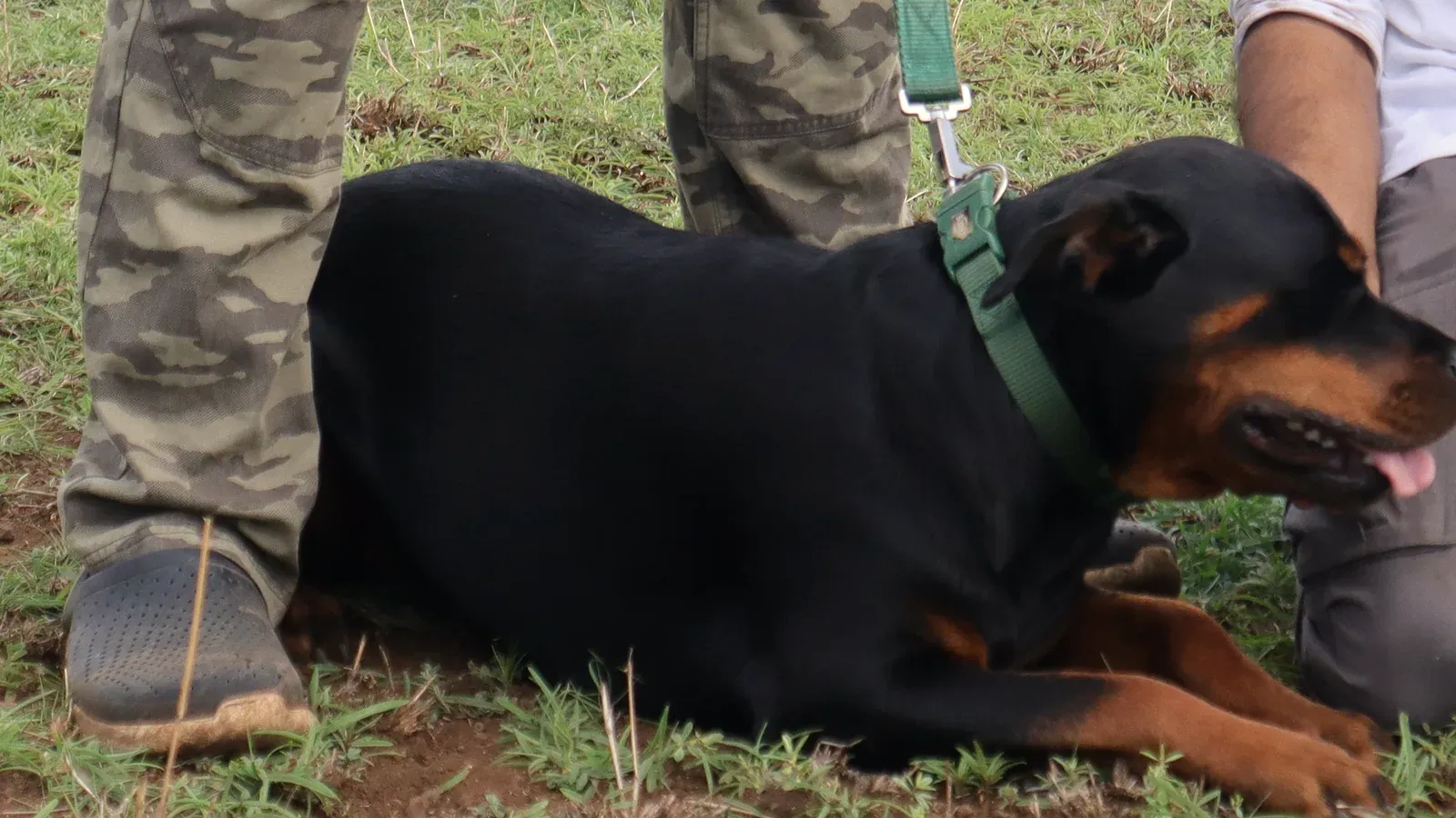A Rottweiler lying settled on grass beside its handler at a walk session