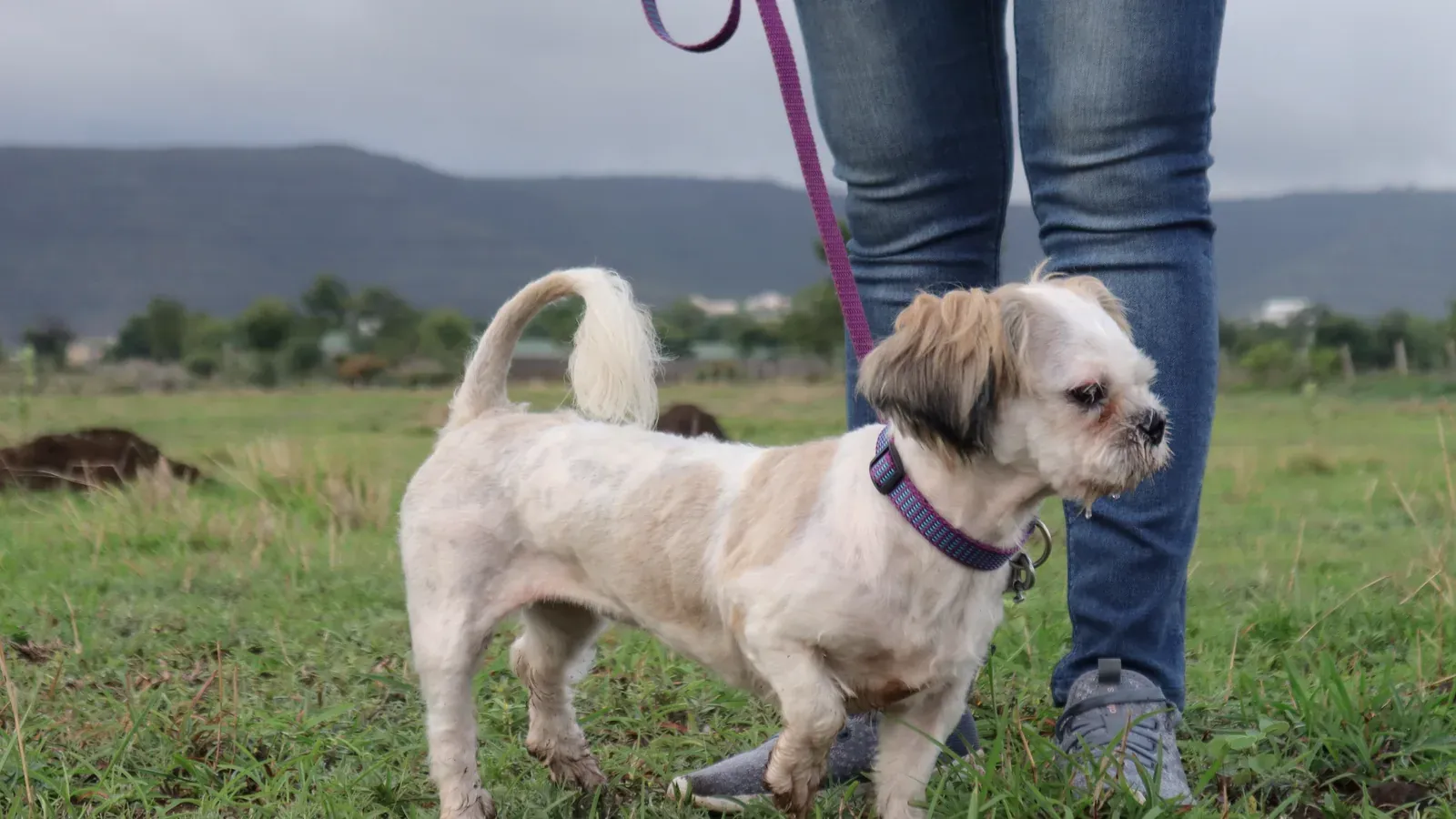 A Shih Tzu standing on a lead beside its owner, a ridge of hills behind