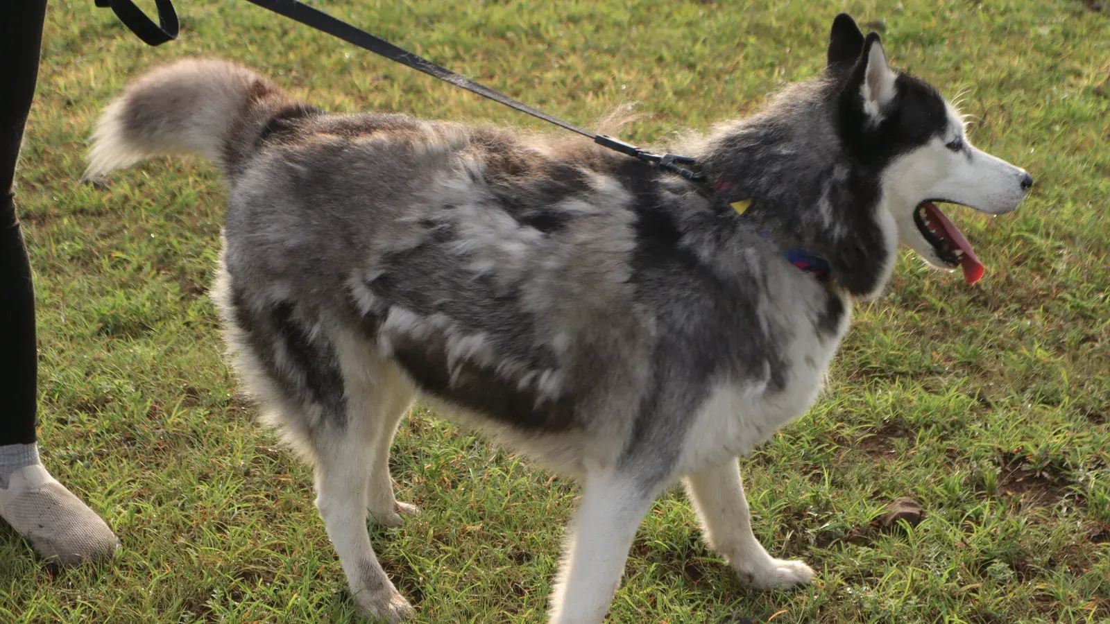 A Siberian Husky walking in profile across grass on a lead